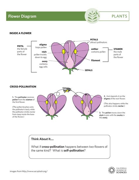 How Flowers Use Color, Scent, And Shape To Attract Pollinators