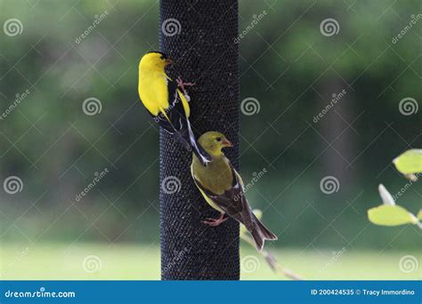 Two American Goldfinches Eating at a Bird Feeder Stock Image - Image of seed, wildlife: 200424535