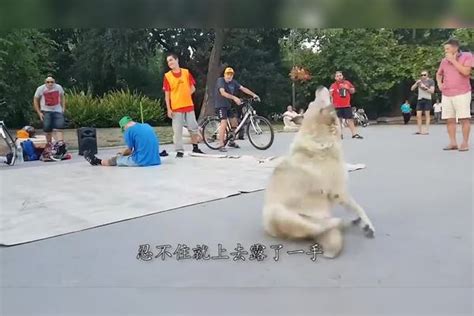 可愛的跳舞狗狗2 - YouTube