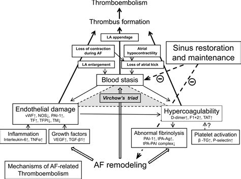 Atrial Fibrillation Pathophysiology | Circulation