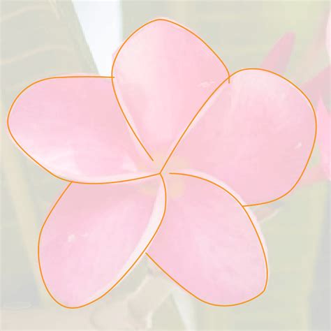 Image result for How to Draw Using Illustrator