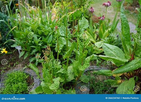 Sorrel, Rumex Acetosa, Common Sorrel or Garden Sorrel, is a Perennial ...