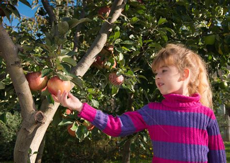 果园里有一大筐红苹果的女孩收获的概念青少-包图企业站