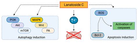 Cardiac Glycosides as Autophagy Modulators