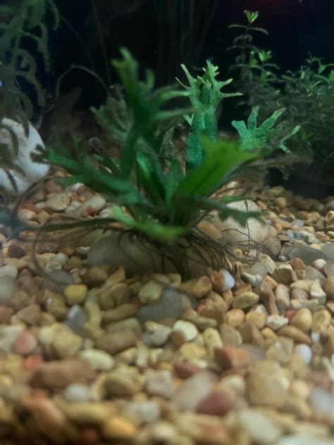 Image result for Windelov Java Fern