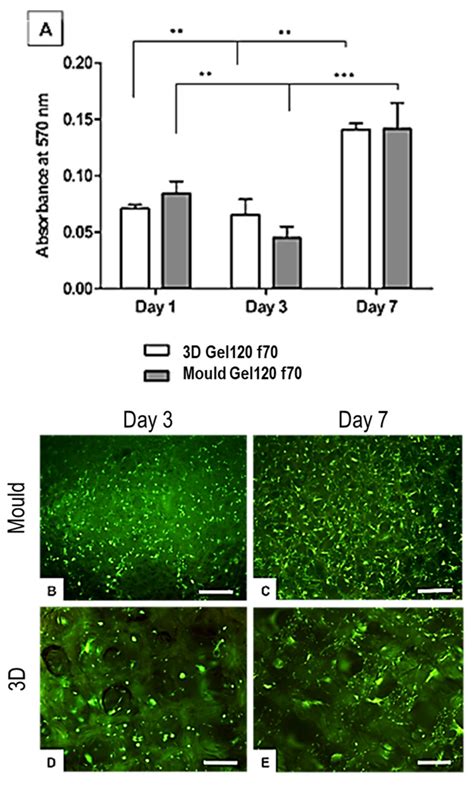 Additive-Free Gelatine-Based Devices for Chondral Tissue Regeneration ...