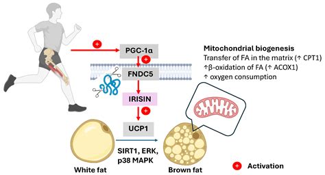 Exercise-Induced Muscle–Fat Crosstalk: Molecular Mediators and Their ...
