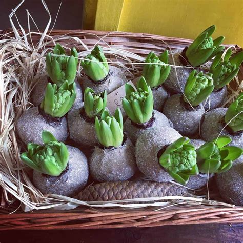 A Beginner's Guide to Transplanting Hyacinth Bulbs: Tips & Tricks