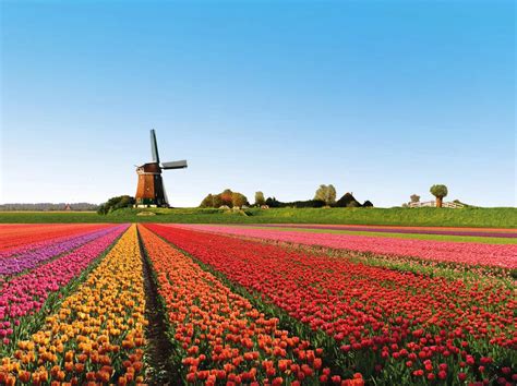 beautiful tulip fields is the best places to travel Holland - Beautiful Traveling Places