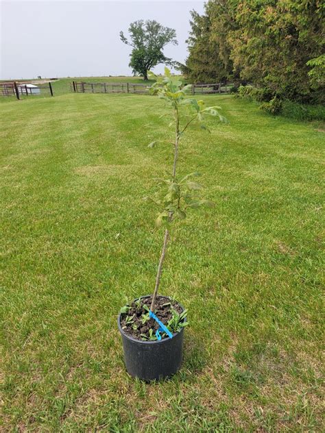 Bur Oak Sapling: Live Deciduous Tree - Etsy
