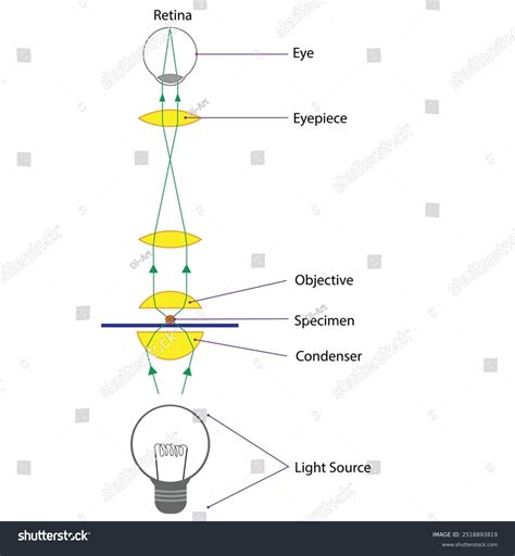 Light Microscope 的图像结果