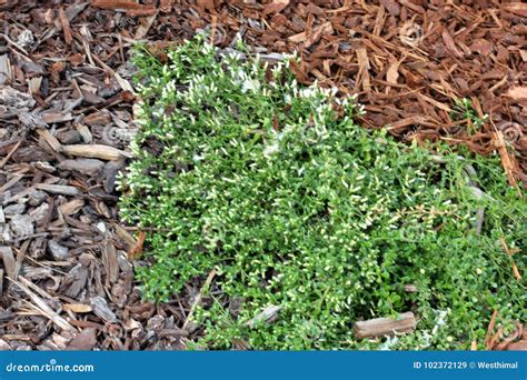 Coyote Brush, Chaparral Broom, Baccharis Pilularis Subsp. Pilularis ...