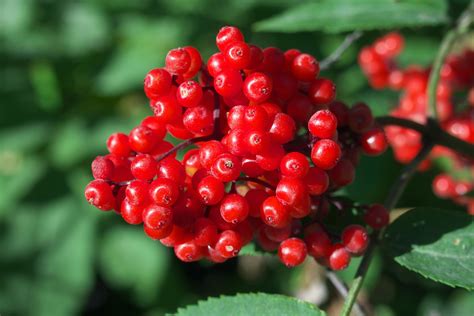 200+ Things That Are Red in Nature (Full List and Photos) | Color Meanings