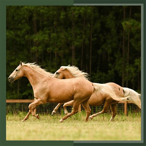 Applied Equine Anatomy Course: Understanding Function, Movement ...