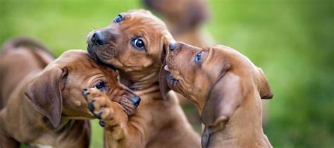 Rhodesian Ridgeback Puppies For Sale - Rhodesian Ridgeback Breeder Texas