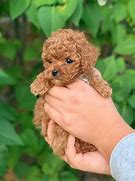 Image result for Cute Adorable Teacup Puppies