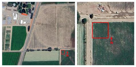 Pollination and Essential Oil Production of Lavandula angustifolia Mill ...