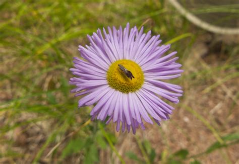 San Pedro Parks Wilderness