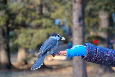 Canada's National Bird Shouldn't Ruffle Any Feathers