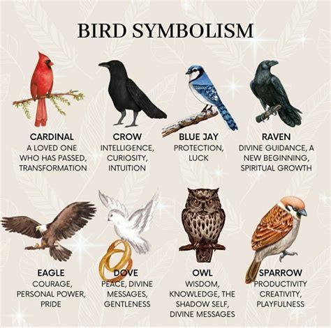 Bird symbolism – Artofit