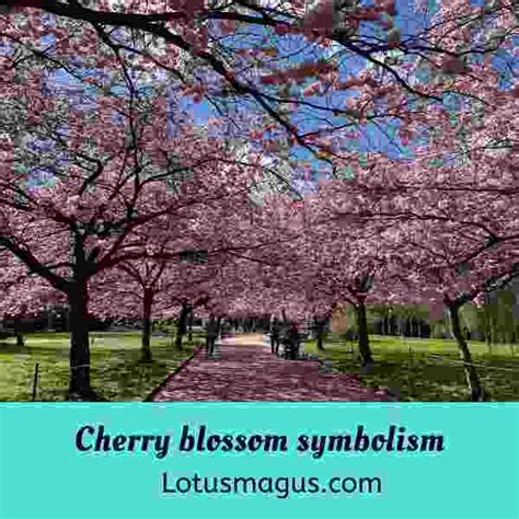 Cherry Blossom Tree Symbolism at Jean Partain blog