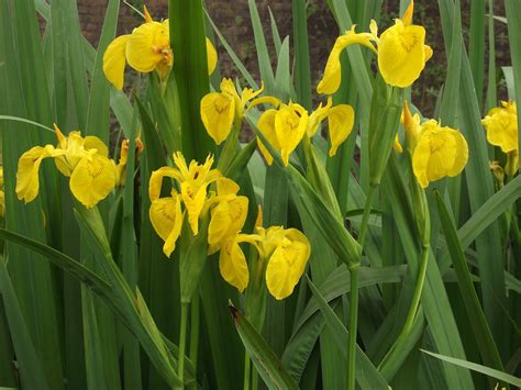 This and That: Yellow Flag Iris