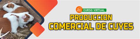 Curso Virtual: Producción Comercial de Cuyes – Escuela Virtual Agropecuaria