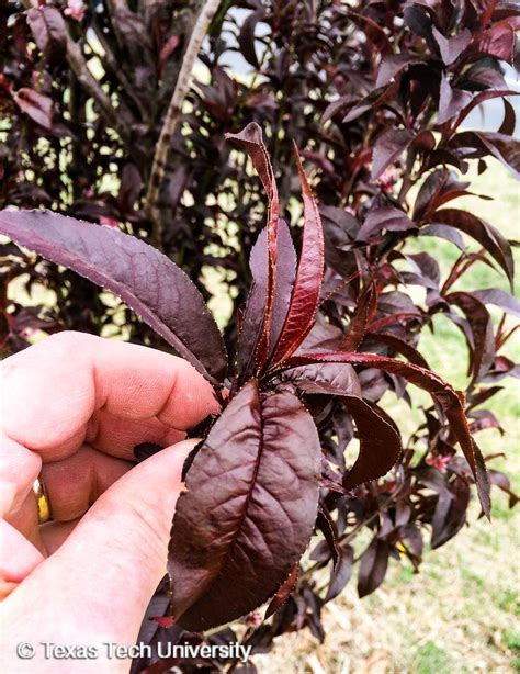 Purple Leaf Plum Bush