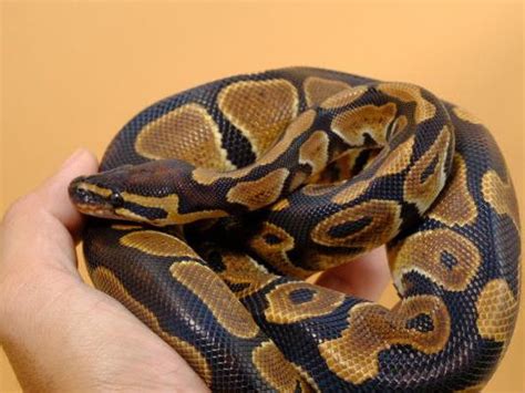 Image result for Royal Python Temperament