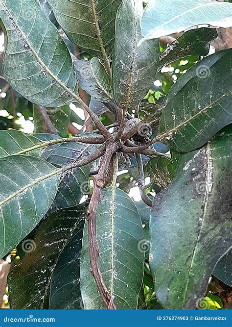 Mealy Bugs On Green Leaf Stock Photo | CartoonDealer.com #222250308