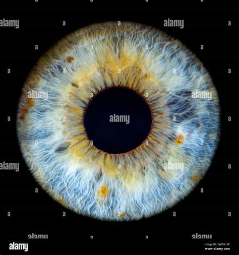 Description: Macro photo of human eye on black background. Close-up of female blue-green colored ...