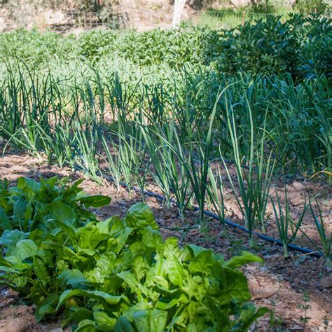 Best Vegetables for Shade | Grower's Choice – Roots Plants