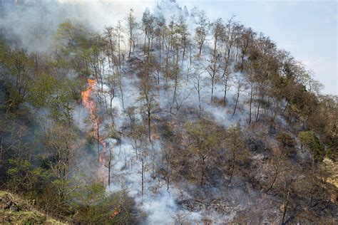 亚马逊雨林大火 森林火灾的烟尘危害有哪些？-河南驰诚电气股份有限公司