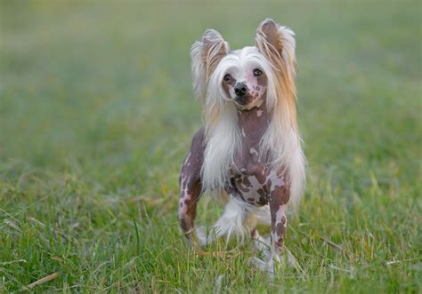 Chinese Crested: Dog Breed Characteristics & Care