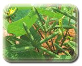 Agriculture :: Pulses