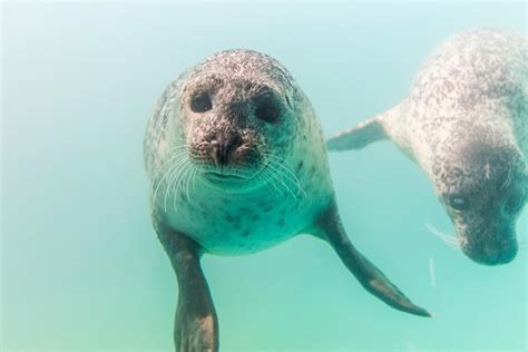 Aquarium du Quebec: A Playground Overflowing with Life!