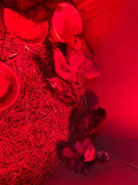 Good treat to give my 3 week old chicks? : r/chickens