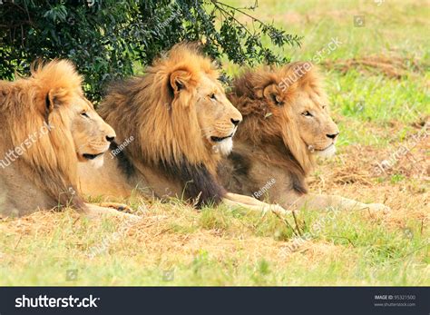 33,480 Group Of Lion Images, Stock Photos & Vectors | Shutterstock