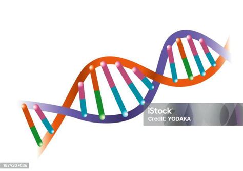 Dna图片 的图像结果