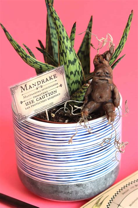 Harry Potter Mandrake Plant - A girl and a glue gun
