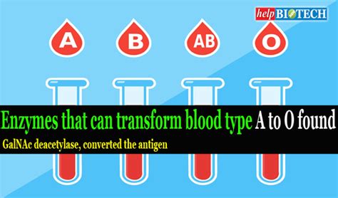 Enzymes that can transform blood type A to O found