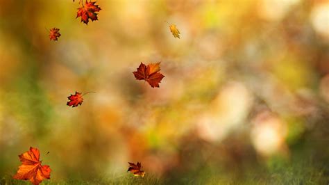 Download Maple Leaf Fall Nature Leaf HD Wallpaper