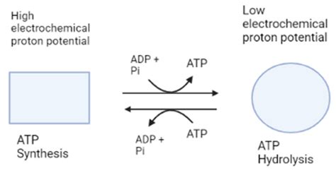 Inhibitors of ATP Synthase as New Antibacterial Candidates
