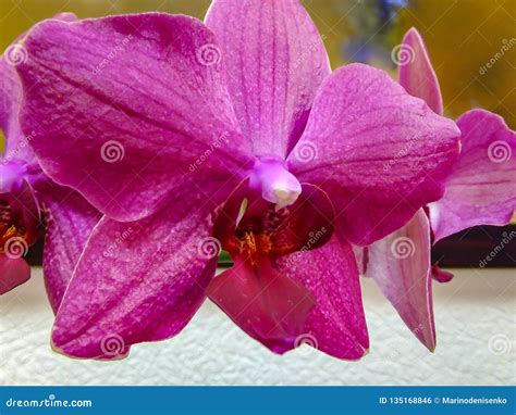 Closeup of Purple Phalaenopsis Orchid Flower, Phalaenopsis Known As the ...