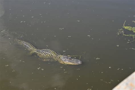 Swamp Tour 的图像结果