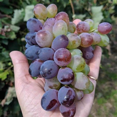 Locally Grown Produce 的图像结果