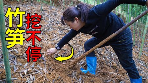 上山挖笋，一根接一根地上貨，媳婦挖得好過癮 | Digging bamboo shoots on the mountain, one by one, it