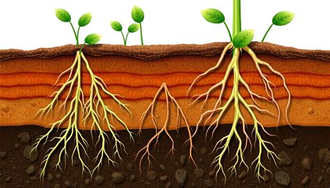 Unlocking Plant Potential: The Impact of Soil Density on Root Expansio ...