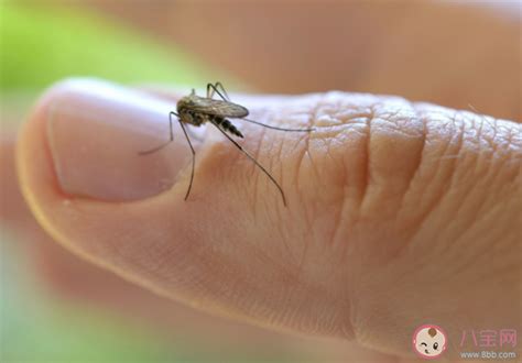 哪种血型最吸引蚊子(哪种血型最吸引蚊子呢) - PPT汇