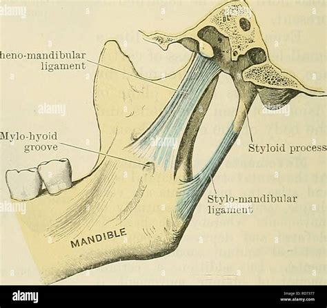Retromandibular Trigone